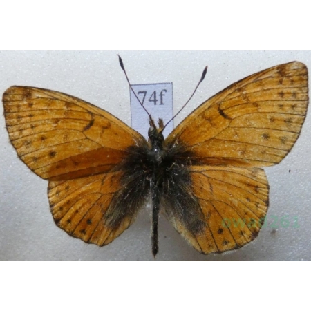 Boloria sipora (Moore, 1875) Kazachstan74f